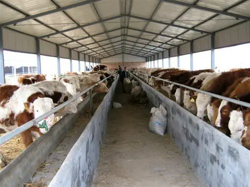 山东牧牛羊养殖基地项目